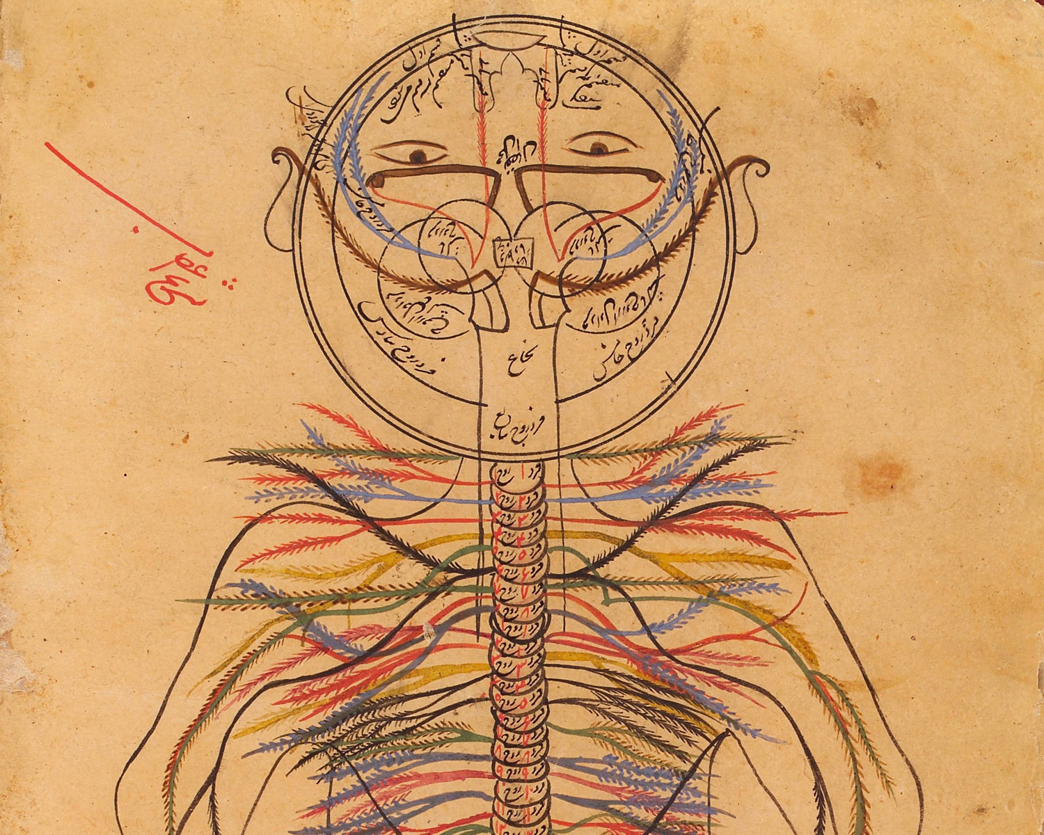 Nervous system, Avicenna, Canon of Medicine
